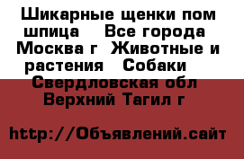 Шикарные щенки пом шпица  - Все города, Москва г. Животные и растения » Собаки   . Свердловская обл.,Верхний Тагил г.